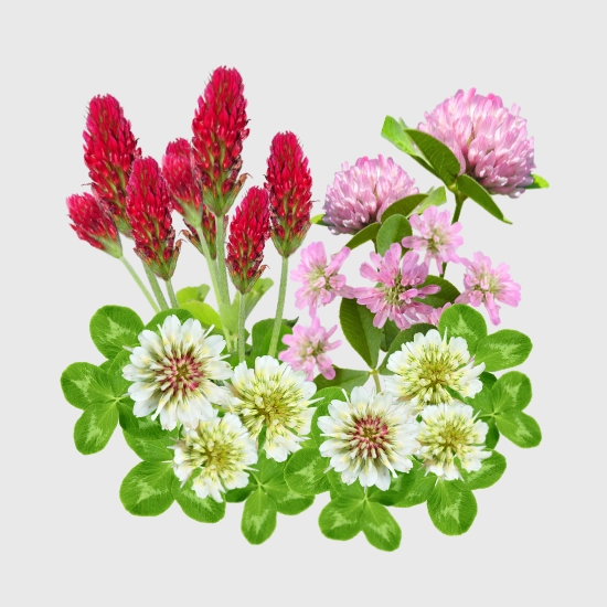 Koniczyna na poplon nasiona sklep rajogrodnika