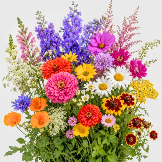 Mieszanki nasion kwiatów sklep rajogrodnika