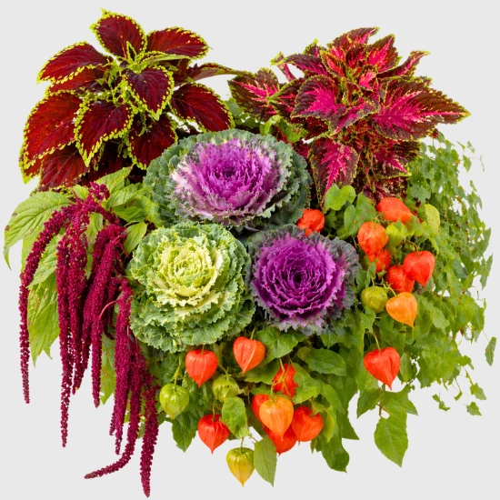 Nasiona roślin ozdobnych sklep rajogrodnika