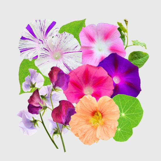 Nasiona roślin pnących do ogrodu sklep rajogrodnika