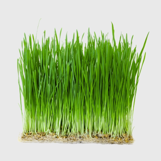 Owies na poplon nasiona sklep rajogrodnika