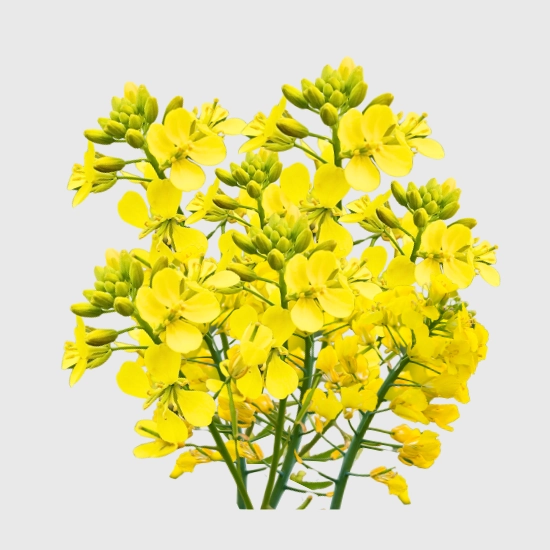 Rzepik na poplon nasiona sklep rajogrodnika