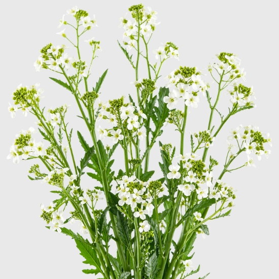 Rzodkiew oleista na poplon nasiona sklep rajogrodnika