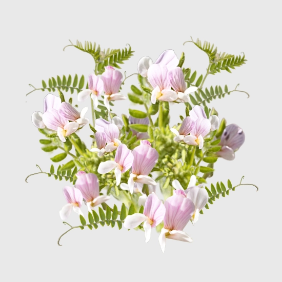 Seradela na poplon nasiona sklep rajogrodnika