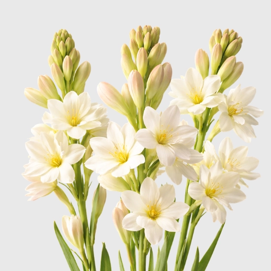 Cebule tuberozy do ogrodu sklep rajogrodnika