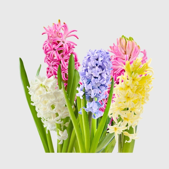 Cebulki hiacyntów sklep raj ogrodnika