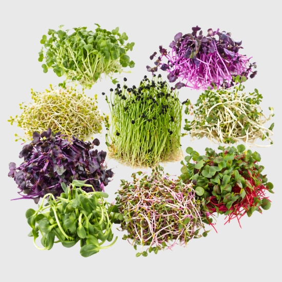 Nasiona na kiełki duże opakowania sklep rajogrodnika