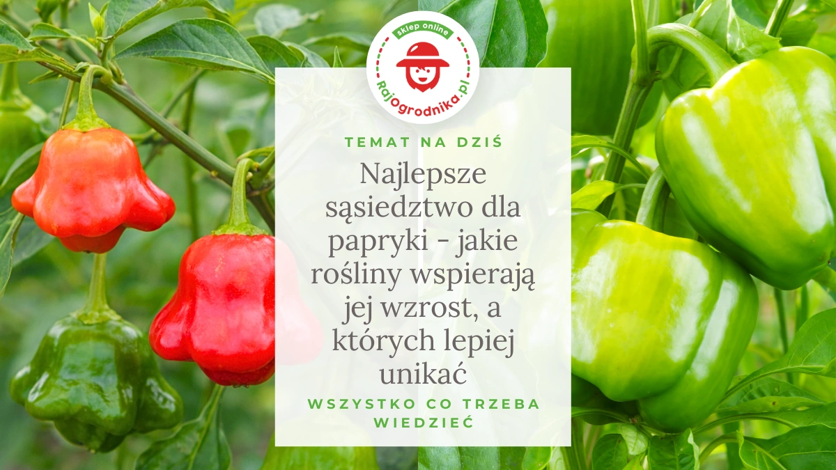 Najlepsze sąsiedztwo dla papryki – jakie rośliny wspierają jej wzrost, a których lepiej unikać