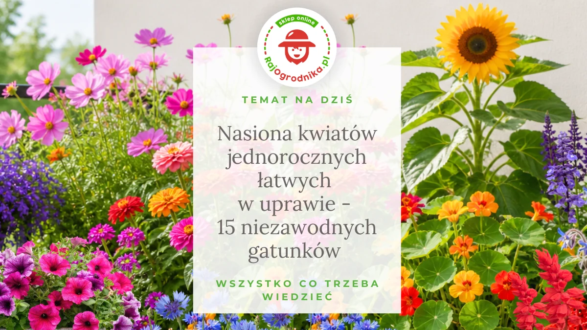 Nasiona kwiatów jednorocznych łatwych w uprawie - 15 niezawodnych gatunków dla początkujących do ogrodu, na działkę i balkon