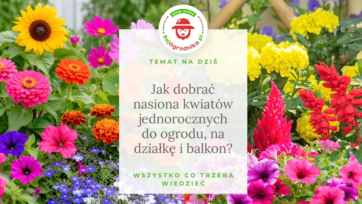 Jak dobrać nasiona kwiatów jednorocznych do ogrodu, na działkę i balkon?