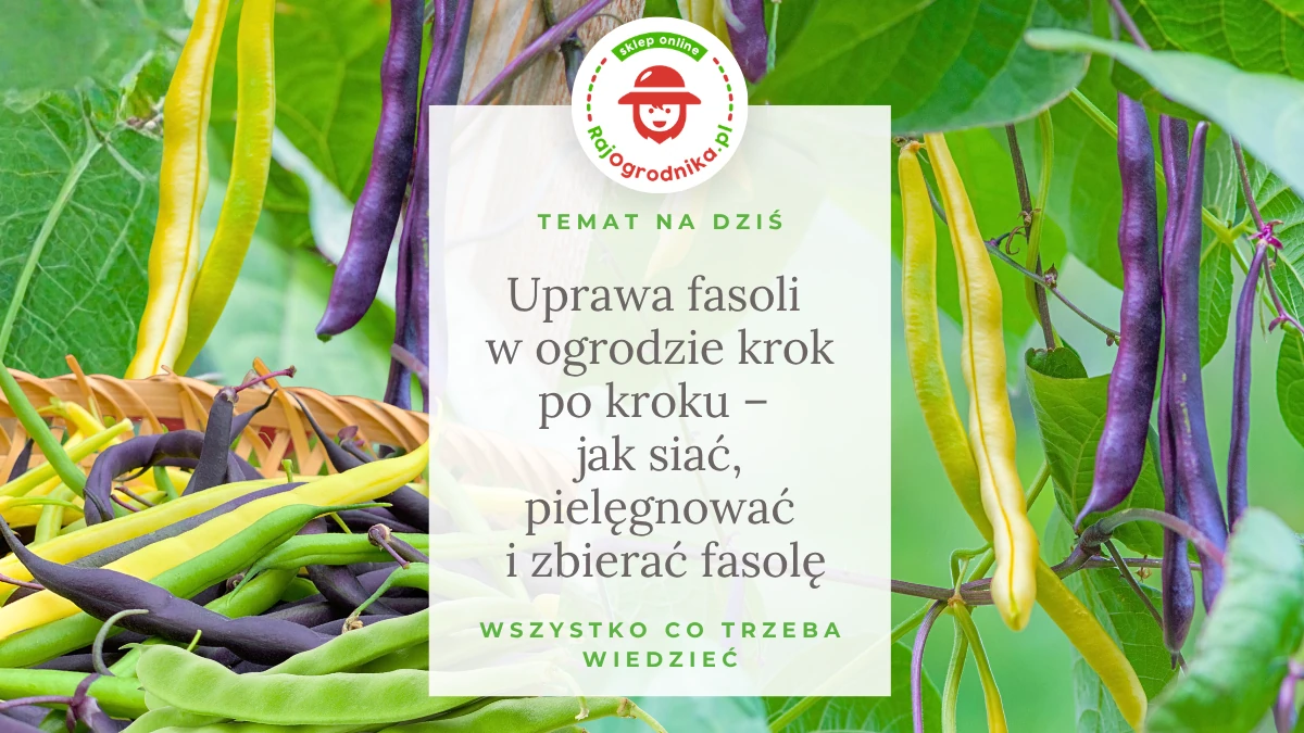 Uprawa fasoli w ogrodzie krok po kroku - jak siać, pielęgnować i zbierać fasolę
