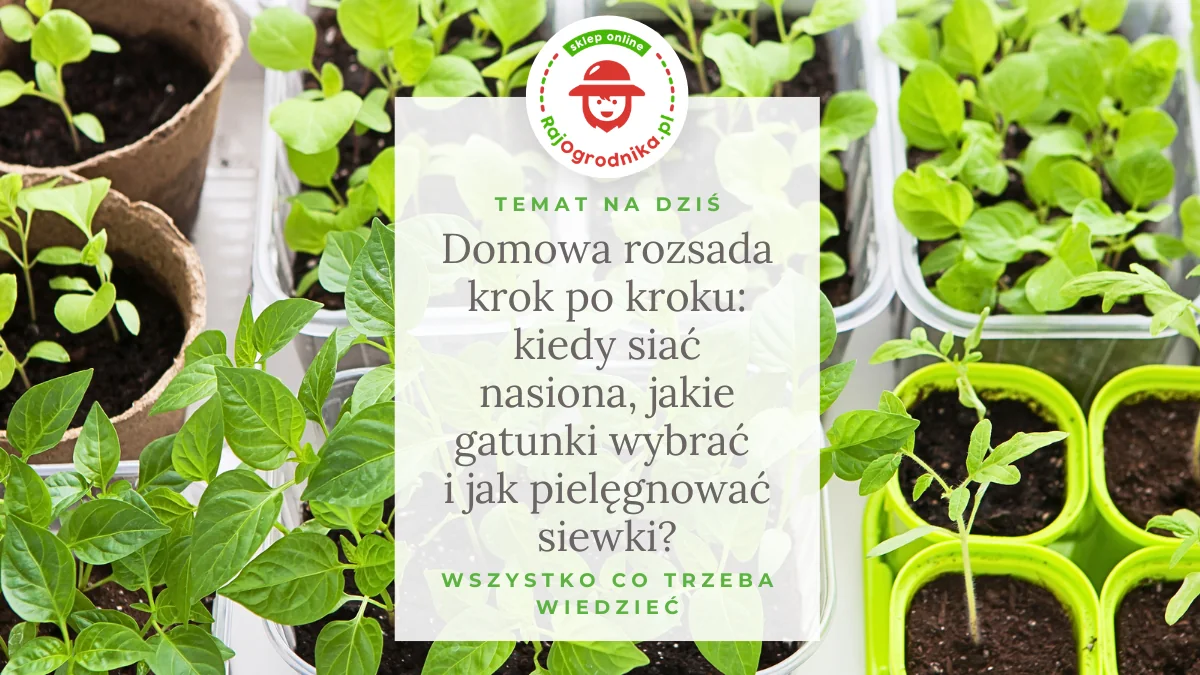 Domowa rozsada krok po kroku: kiedy siać nasiona, jakie gatunki wybrać i jak pielęgnować siewki?