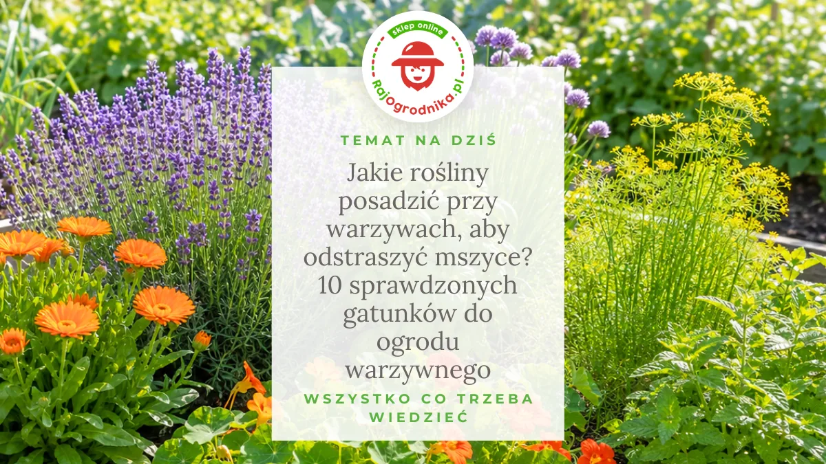 Jakie rośliny posadzić przy warzywach, aby odstraszyć mszyce? 10 sprawdzonych gatunków do ogrodu warzywnego