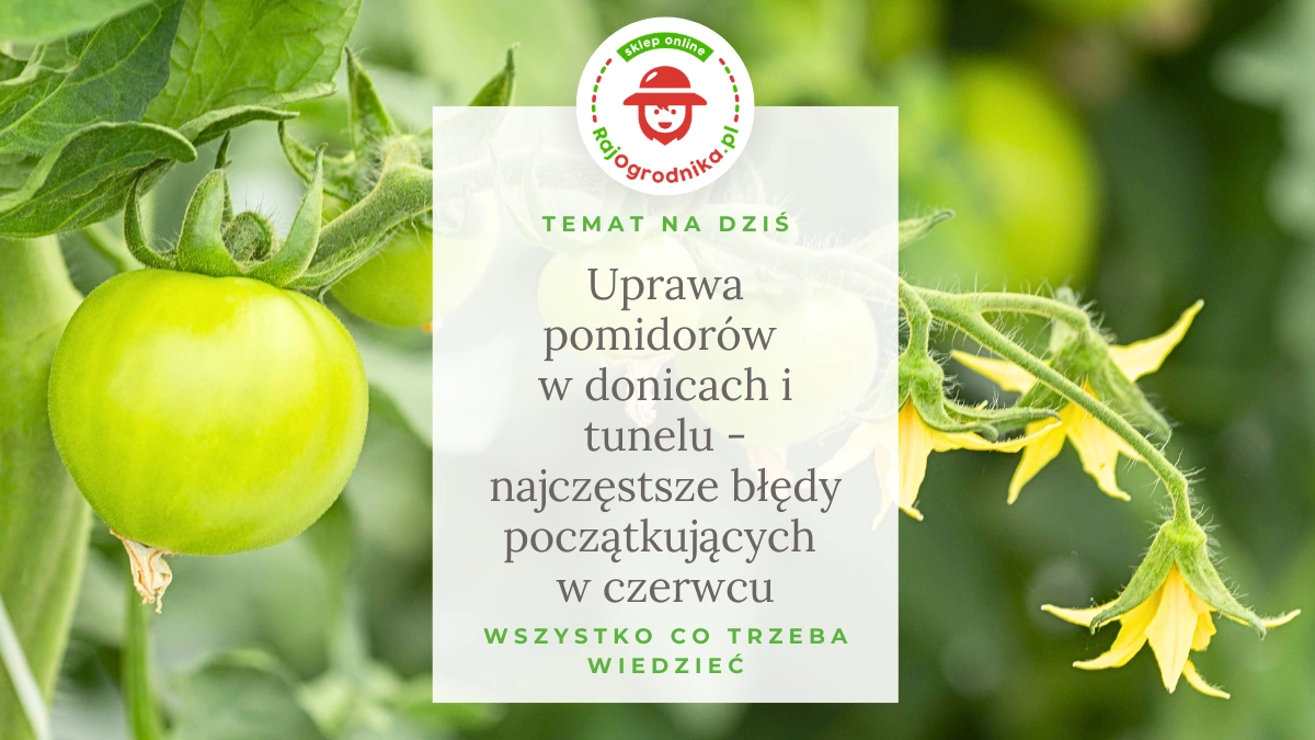 Uprawa pomidorów w donicach i tunelu - najczęstsze błędy początkujących w czerwcu