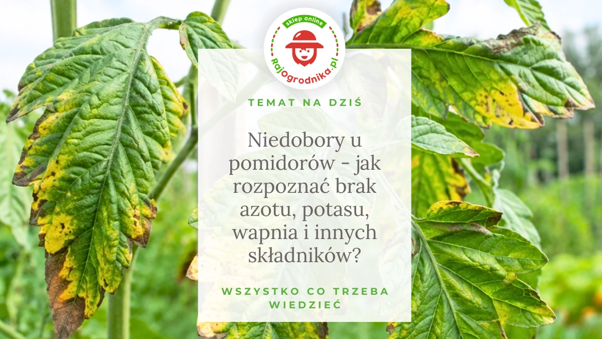 Niedobory u pomidorów - jak rozpoznać brak azotu, potasu, wapnia i innych składników?