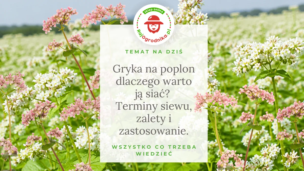 Gryka na poplon – dlaczego warto ją siać? Terminy siewu, zalety i zastosowanie.