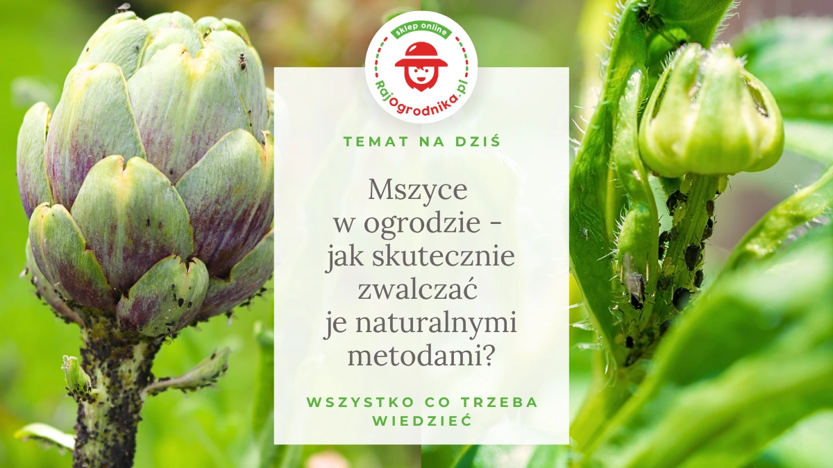Mszyce w ogrodzie - jak skutecznie zwalczać je naturalnymi metodami?