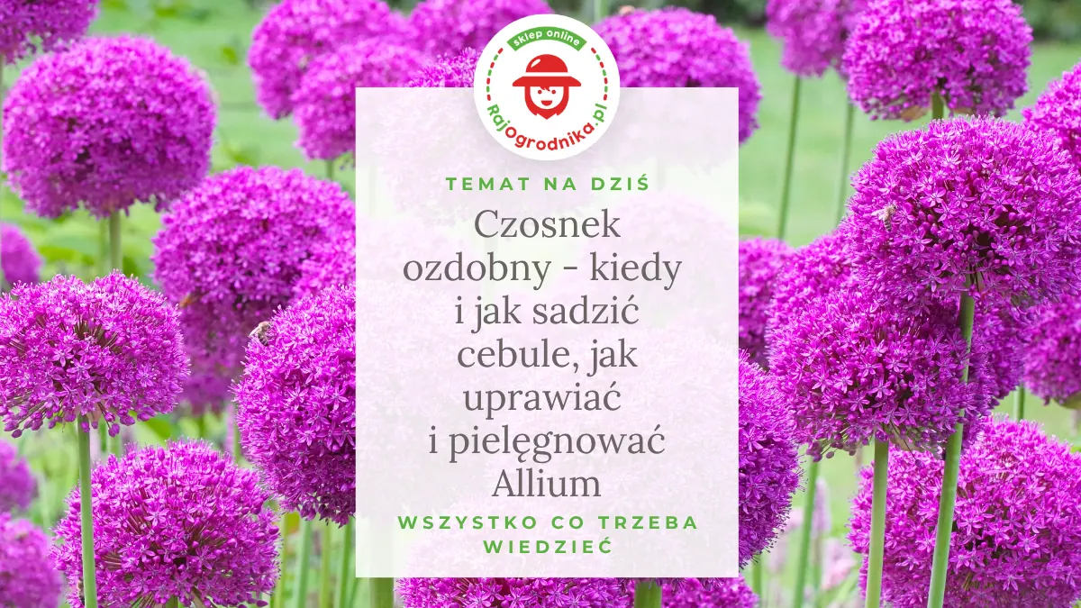 Czosnek ozdobny – kiedy i jak sadzić cebule, jak uprawiać i pielęgnować Allium
