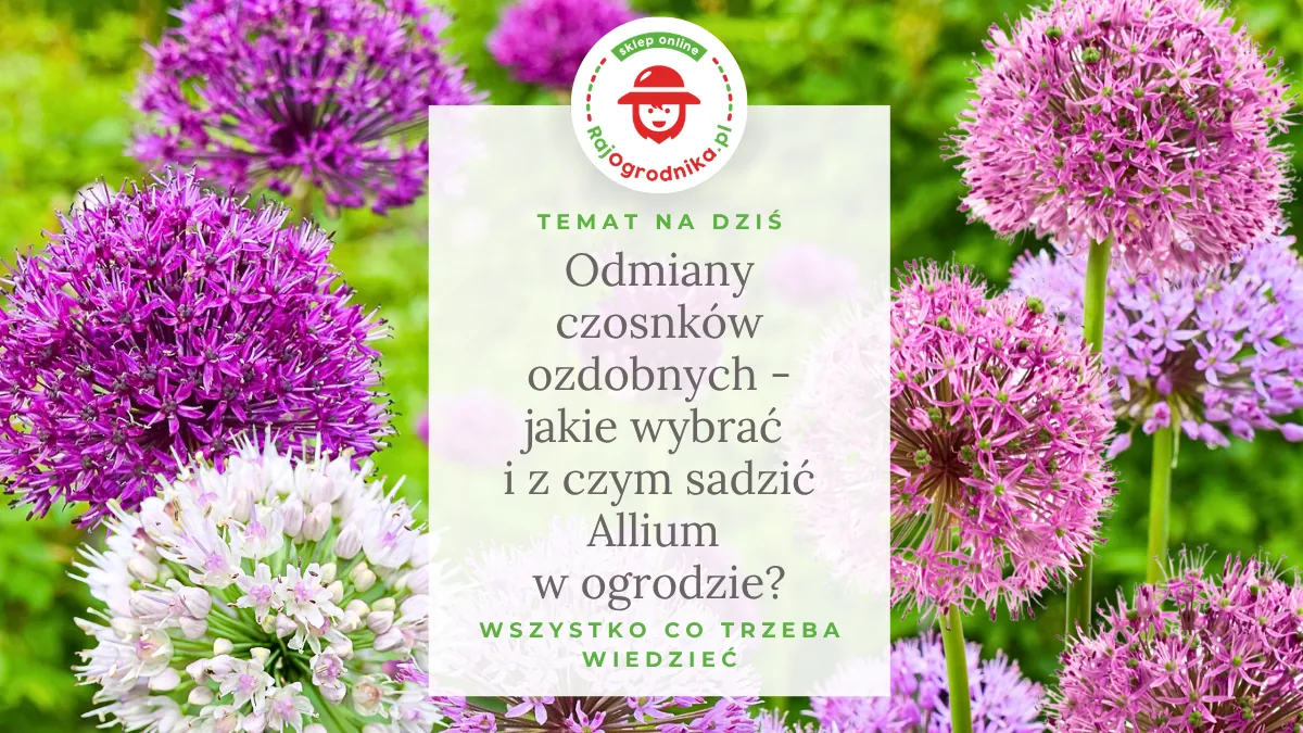 Odmiany czosnków ozdobnych - jakie wybrać i z czym sadzić Allium w ogrodzie?