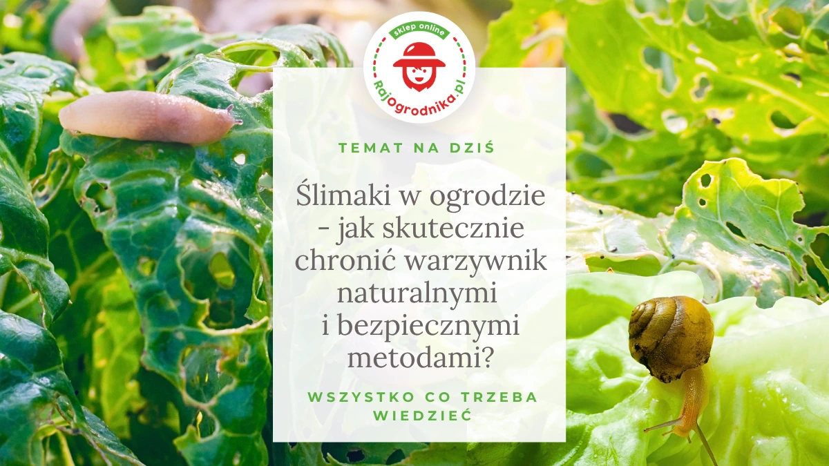 Ślimaki w ogrodzie - jak skutecznie chronić warzywnik naturalnymi i bezpiecznymi metodami?