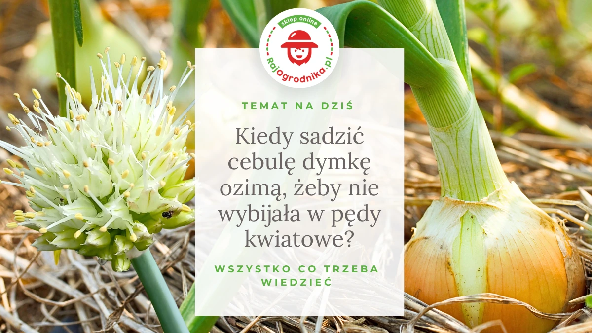 Kiedy sadzić cebulę dymkę ozimą, żeby nie wybijała w pędy kwiatowe?
