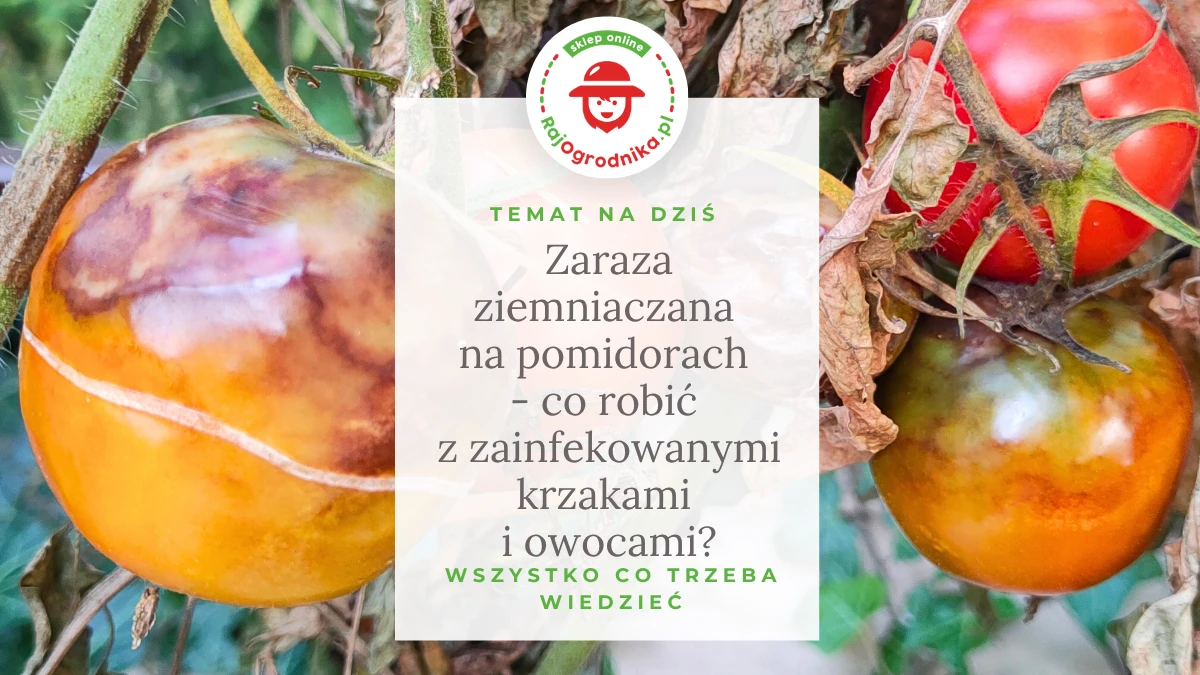 Zaraza ziemniaczana na pomidorach - co robić z zainfekowanymi krzakami i owocami?