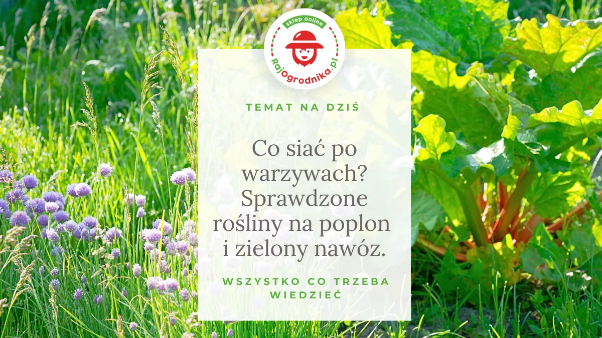 Co siać po warzywach? Sprawdzone rośliny na poplon i zielony nawóz.