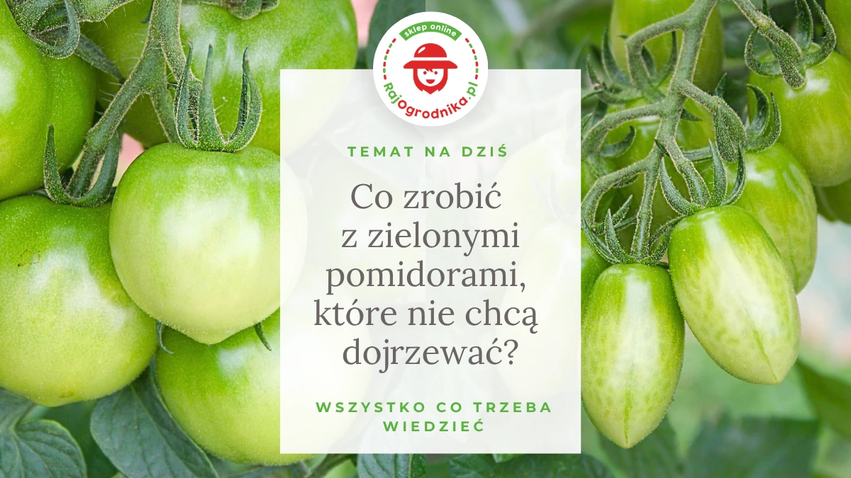 Co zrobić z zielonymi pomidorami, które nie chcą dojrzewać?