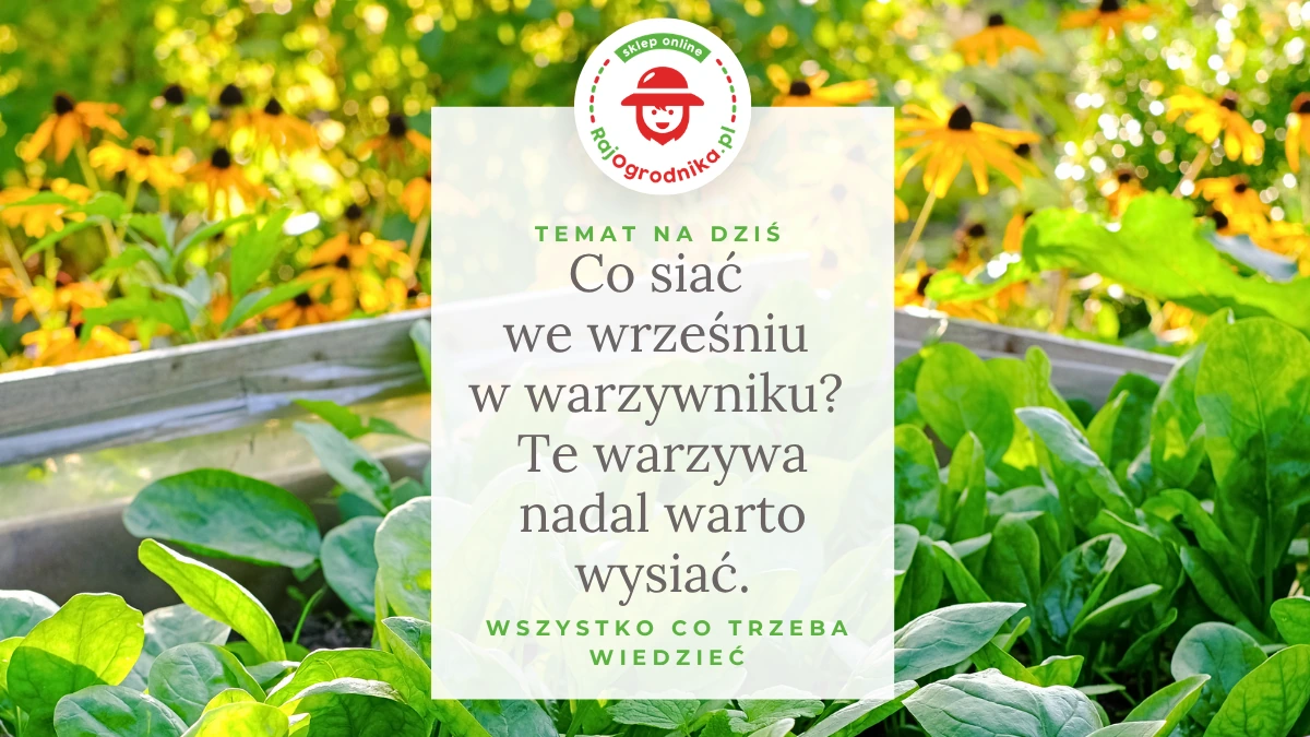 Co siać we wrześniu w warzywniku? Te warzywa nadal warto wysiać.