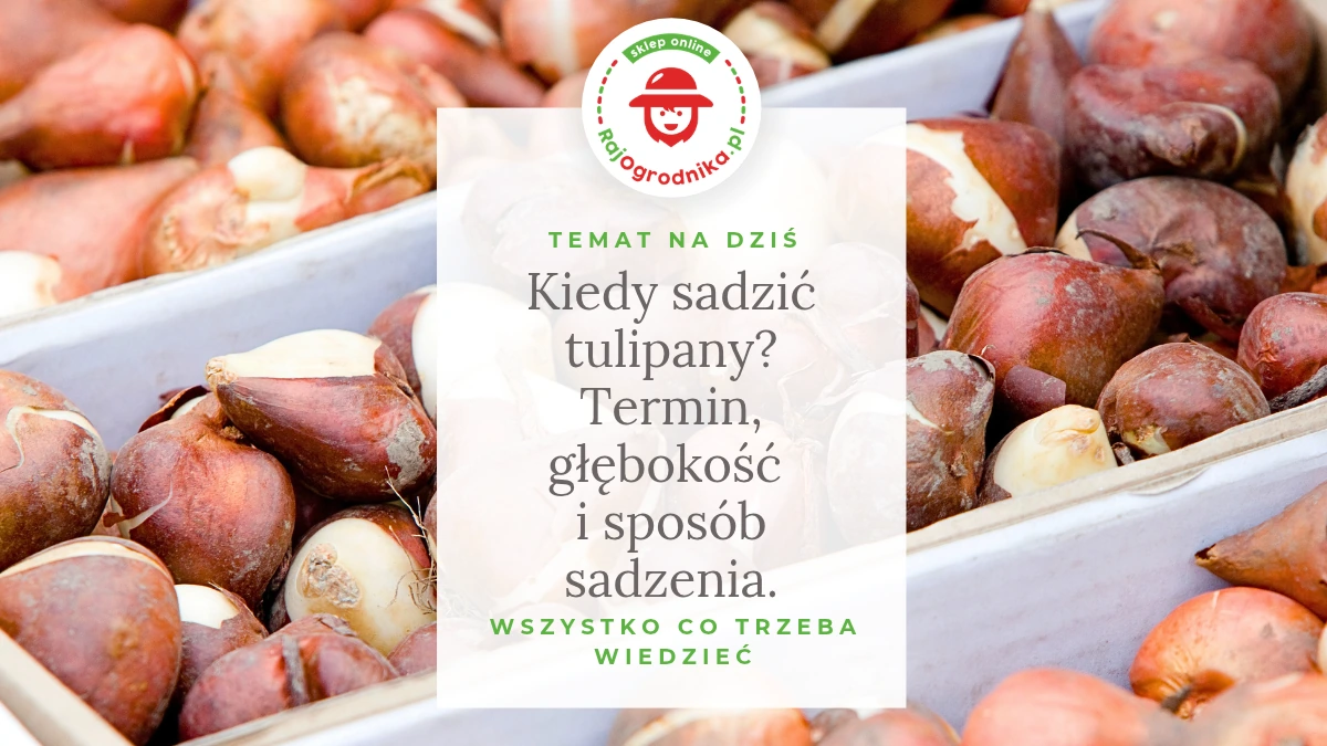 Kiedy sadzić tulipany? Termin, głębokość i sposób sadzenia.