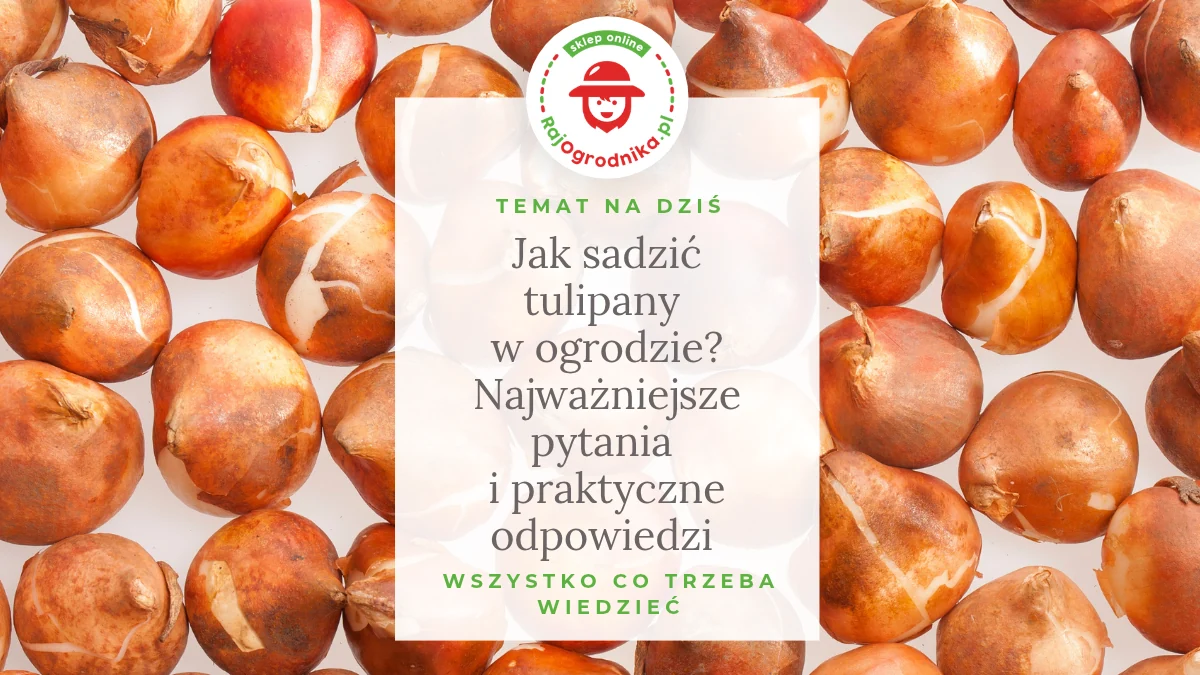 Jak sadzić tulipany w ogrodzie? Najważniejsze pytania i praktyczne odpowiedzi