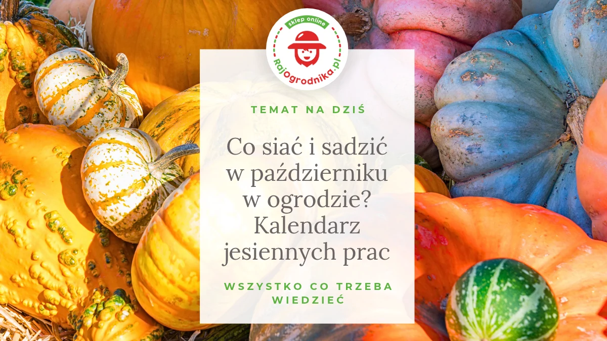 Co siać i sadzić w październiku w ogrodzie? Kalendarz jesiennych prac