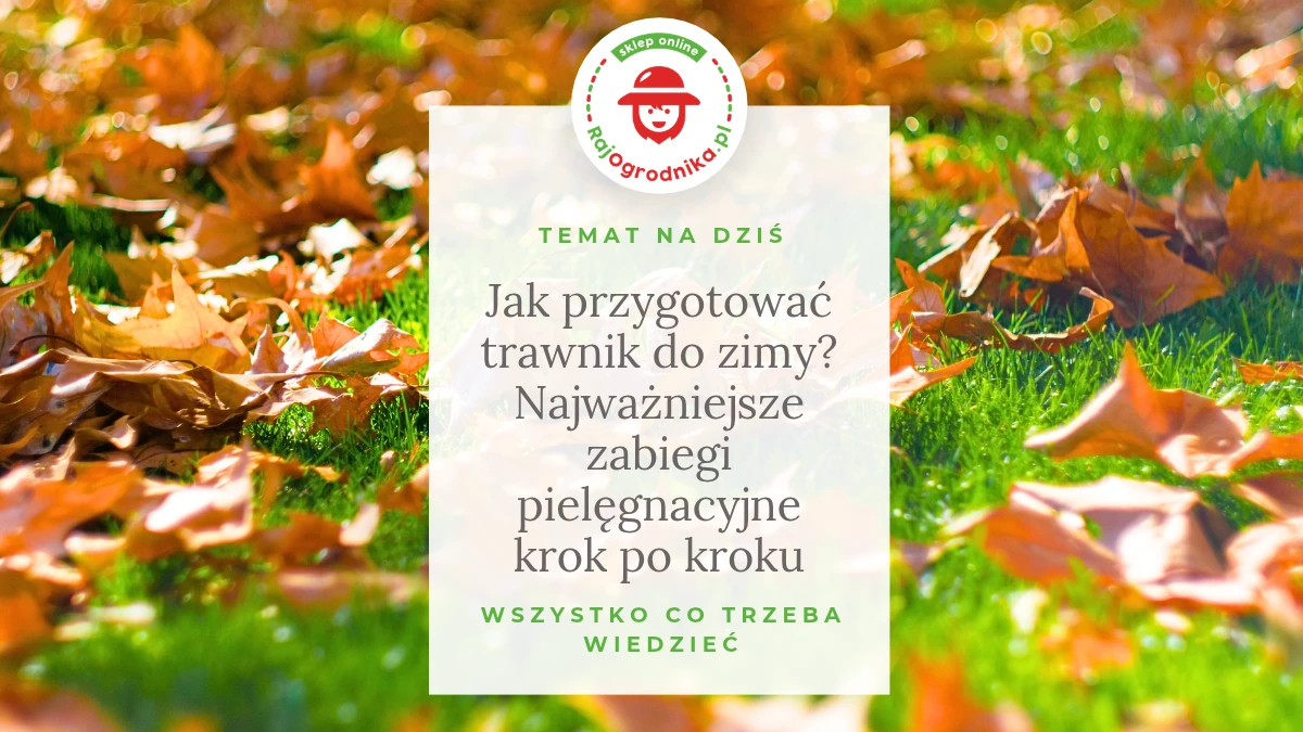 Jak przygotować trawnik do zimy? Najważniejsze zabiegi pielęgnacyjne krok po kroku